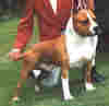 Staford001.jpg (77770 bytes)