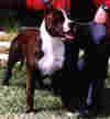 Staford006.jpg (63714 bytes)