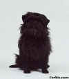 affenpinscher003.jpg (8614 bytes)