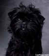 affenpinscher004.jpg (10337 bytes)