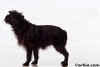 affenpinscher005.jpg (6944 bytes)