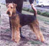 airedale003.jpg (69289 bytes)