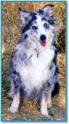 australiansheper007.jpg (75771 bytes)