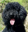barbet1.jpg (8918 bytes)