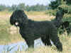 barbet2.jpg (18463 bytes)