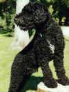 barbet3.jpg (18900 bytes)