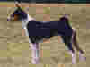 basenji3.jpg (10212 bytes)