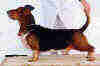 basset002.jpg (51855 bytes)
