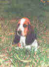 basset5.jpg (114198 bytes)