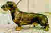 bassetpelolargo001.jpg (18730 bytes)