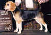 beagle002.jpg (62463 bytes)