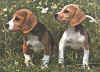 beagle.jpg (26889 bytes)