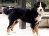 bernese001.jpg (8752 bytes)