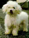 bicho f.jpg (9564 bytes)