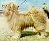 bicho h.jpg (16002 bytes)