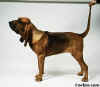 bloddhoundcorbis001.jpg (10053 bytes)