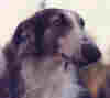 borzoi0001.jpg (54968 bytes)