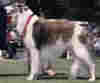 borzoi0002.jpg (71106 bytes)