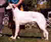 borzoi0003.jpg (66849 bytes)