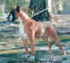 boxer001.jpg (86251 bytes)