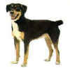 boyero_de_entlebucher.jpg (5025 bytes)