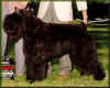 boyoro de flandes001.jpg (23281 bytes)