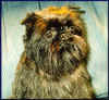 brusselde griffon10.jpg (48318 bytes)