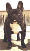 bulldogfra001.jpg (42970 bytes)