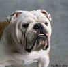 bulldoginglescor002.jpg (12774 bytes)