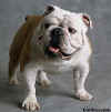 bulldoginglescor003.jpg (12613 bytes)