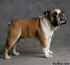bulldoginglescor004.jpg (11391 bytes)