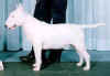 bullterr001.jpg (50829 bytes)