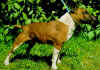 bullterriermini001.jpg (26538 bytes)