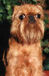 griffonbport.jpg (48566 bytes)