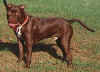 pitbull002.jpg (25719 bytes)