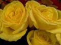 Yellow Roses