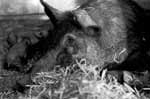 Black and White Visceral Story, Relato Visceral en Blanco y Negro, el origen del embutido, jamones, chorizos, chicharrones, morcillas, fotografia, imagenes B/N
