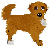 PKC Ch. Oakley's Orange Sunset OD - "Ch. Annie OD" (female Nova Scotia Duck Tolling Retriever)