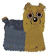 PKC Ch. Miranda's Dust to Dust - "Ch. Ashes" (male Yorkshire Terrier)
