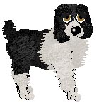 PKC Ch. Silver's Swift As The Bird Flies - "Ch. Blackbird" (male English Springer Spaniel)