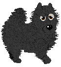 Male Samoyed/Border Collie mixie