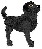 Miracle To See At Mira Kennelz - "Emma" (female Labrador Retriever)