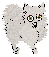 PKC Ch. Silver/KK's Poofy Pom Ball - "Ch. Poof" (male Pomeranian)