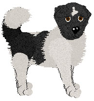 PKC Ch. JMK's For The Good of the Team - "Ch. Sake" (male Newfoundland)