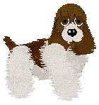 JMK's Wouldn't It Be Nice? PKC OD CZPKC CR - "Stueber" (male American Cocker Spaniel)