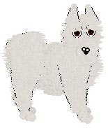 PKC Ch. Miranda's Friendly Guardian OD GPC - "Ch. Thomas OD GPC" (male Samoyed)