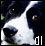 Dog Luver! (border collie)
