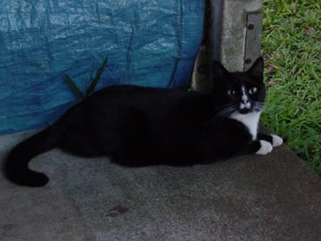 Luna on the patio at dawn
