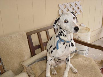Mira on "her" couch in the garage