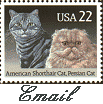 American Shorthair and Persian